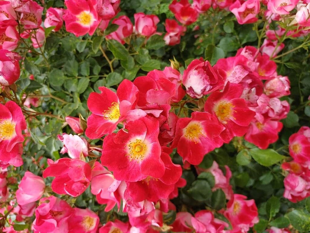 Princess Grace's Inauguration