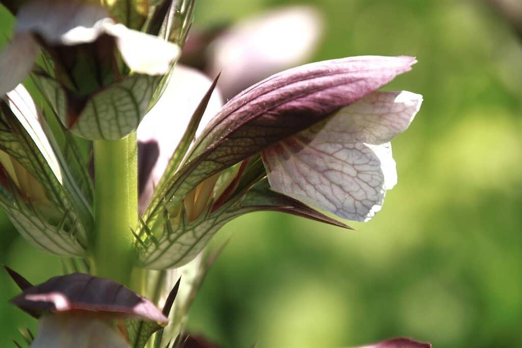 Summer Concert Series