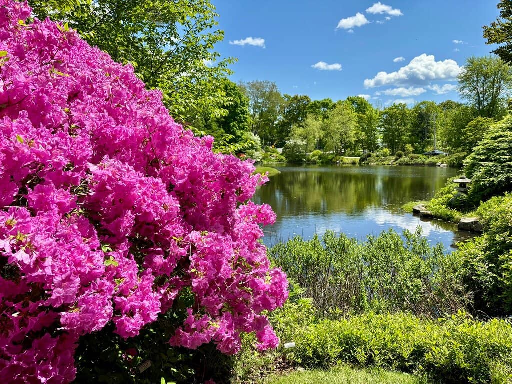 Tranquil Ponds and Water Features