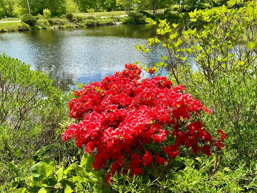 Japanese Garden Design