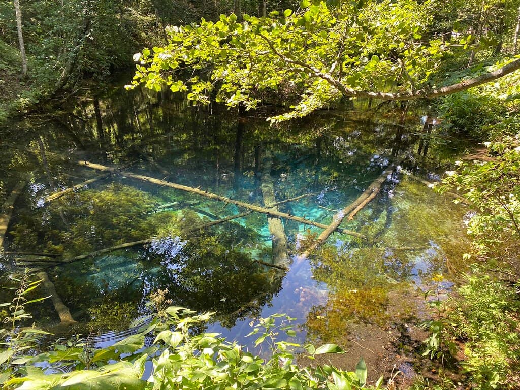 Serene Forest Boardwalk