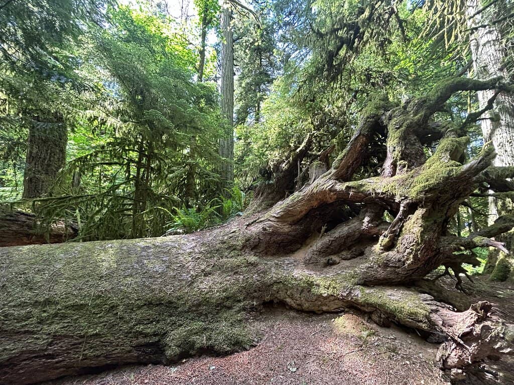 Dappled Sunlight Canopy