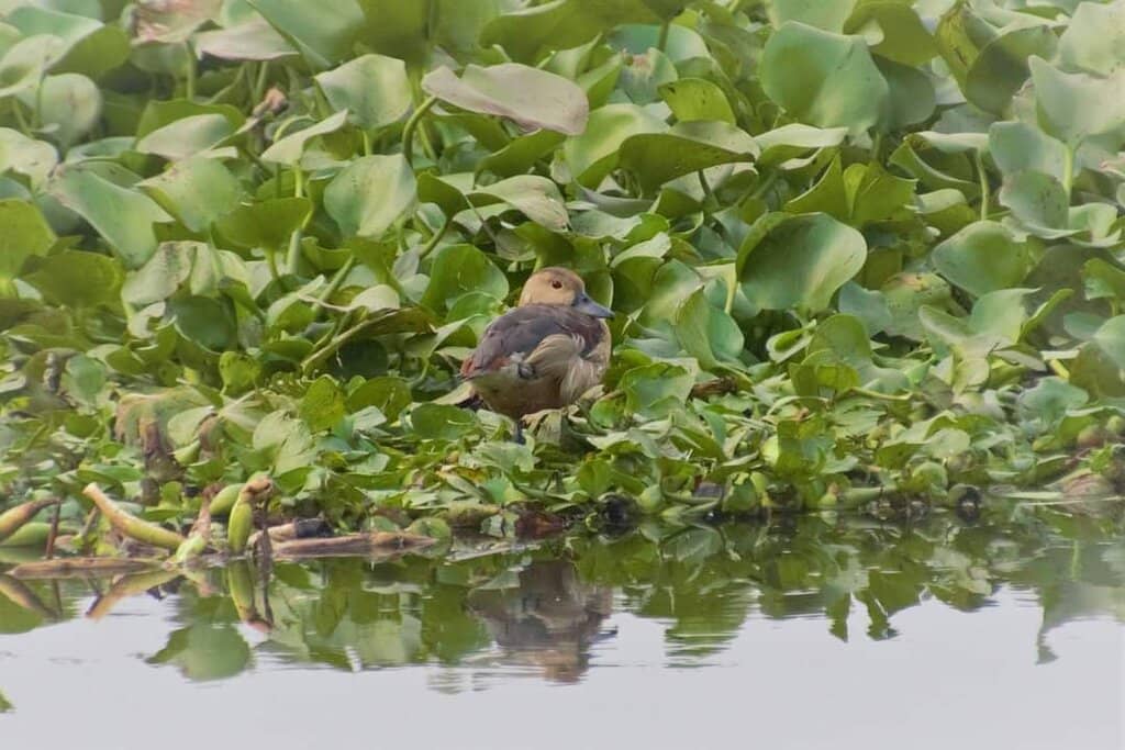 Tranquil Wetland Ecosystem