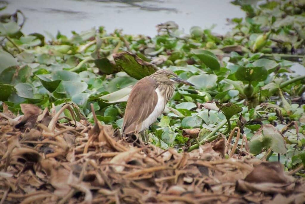 Proximity to Santragachi Station