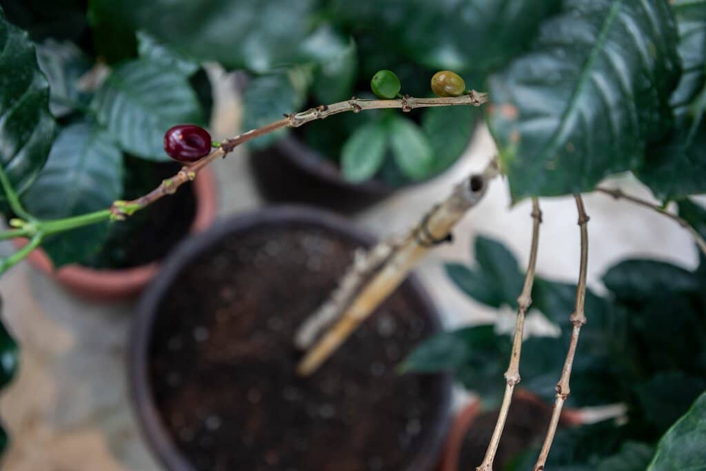 Expert Coffee Tasting