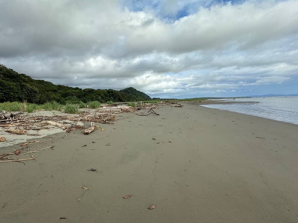 Sea Turtle Nesting & Hatching
