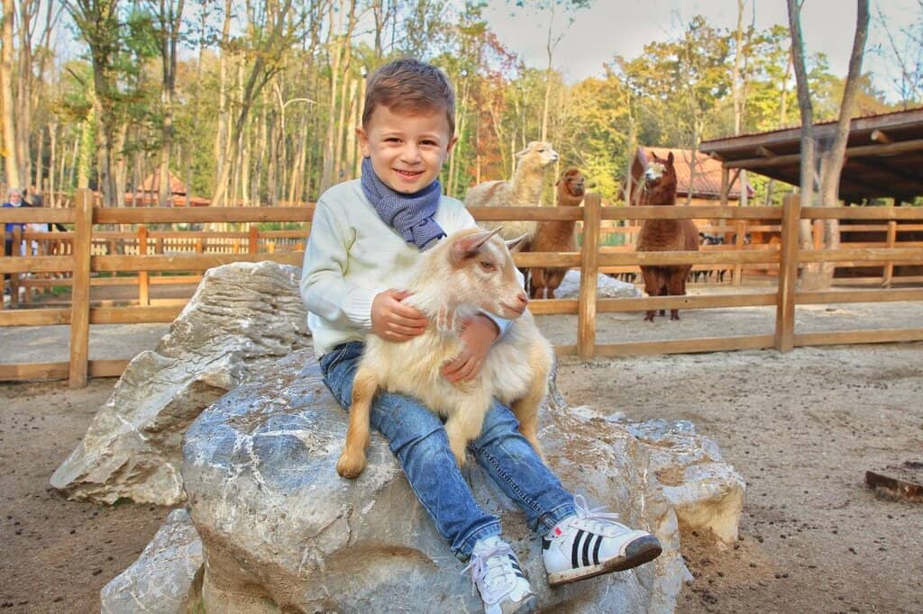 Forest Walking Trails