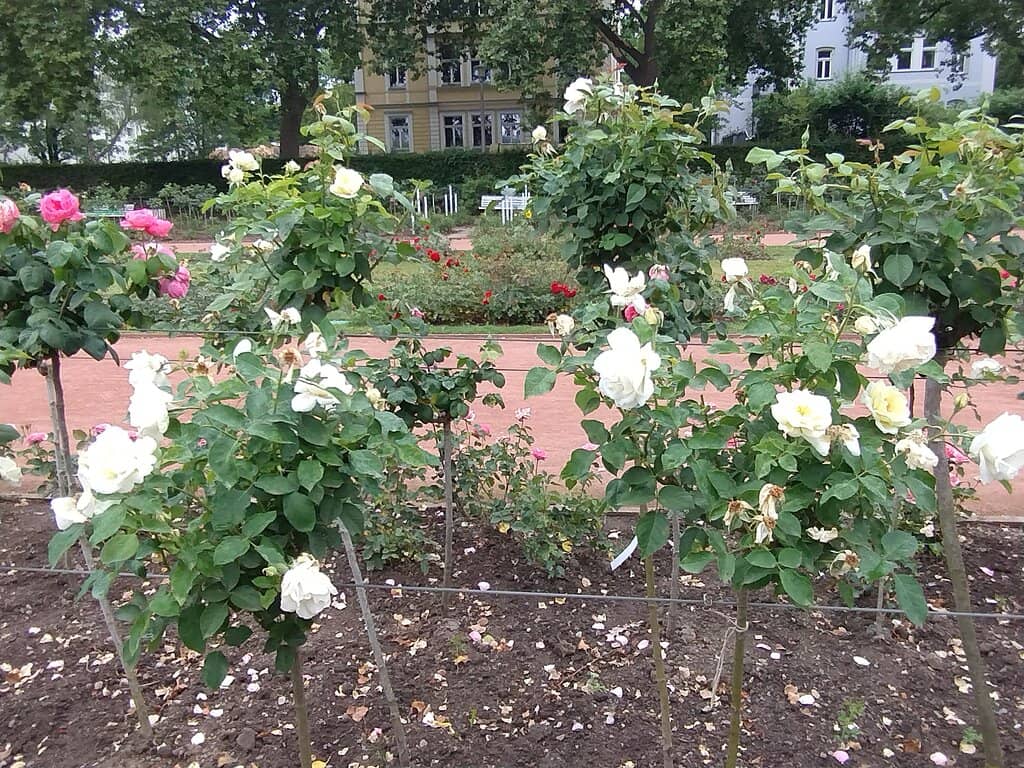 Seasonal Rose Gardens