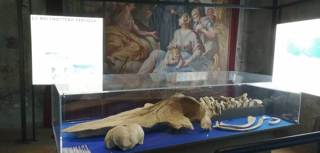 Prehistoric Seabed Aquarium