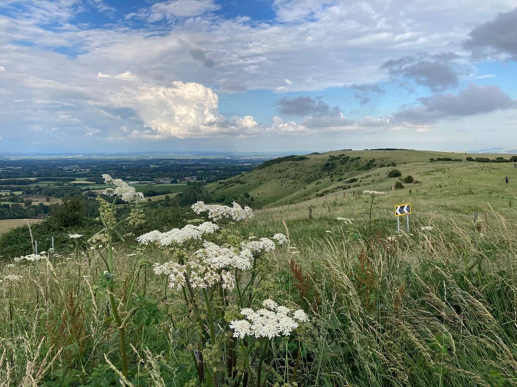 Wildflowers and Wildlife