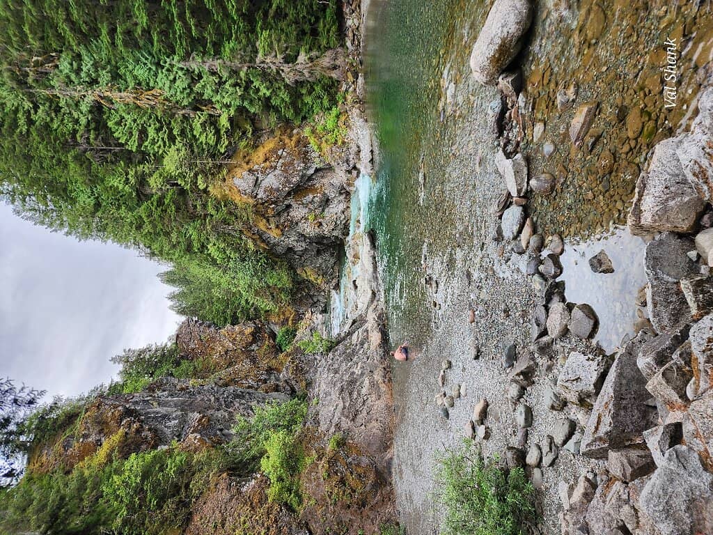 Salmon Spawning Run