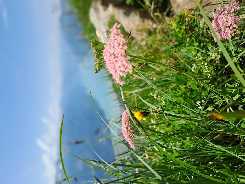 Alpine Wildlife Encounters