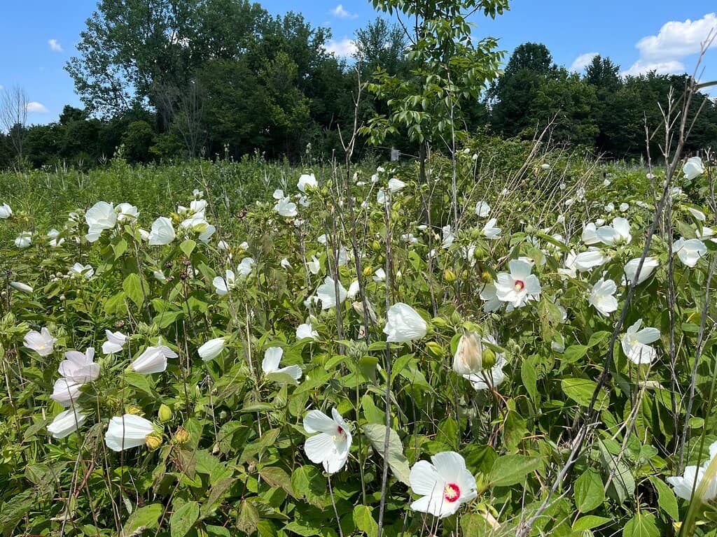 Fossil Hunting at the Spillway