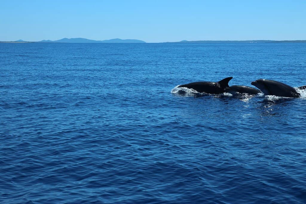 Cultural Exhibitions