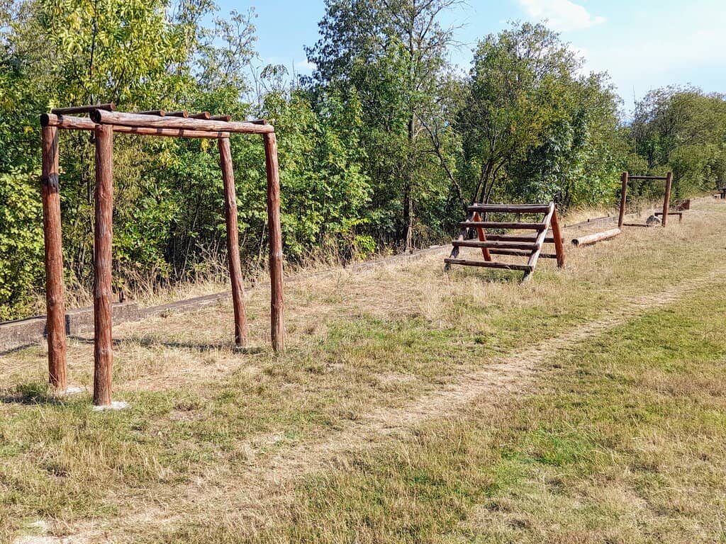 Tranquil Forest Trails