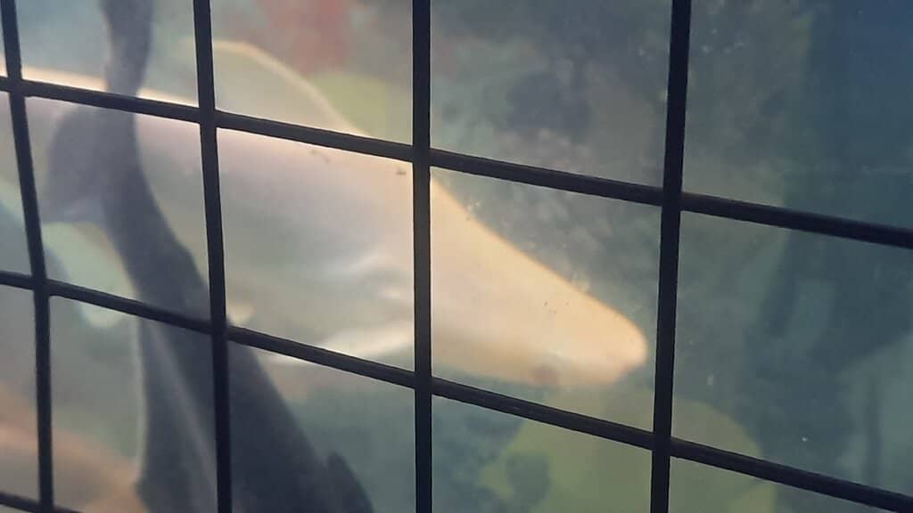 Children's Play Area & Toy Train