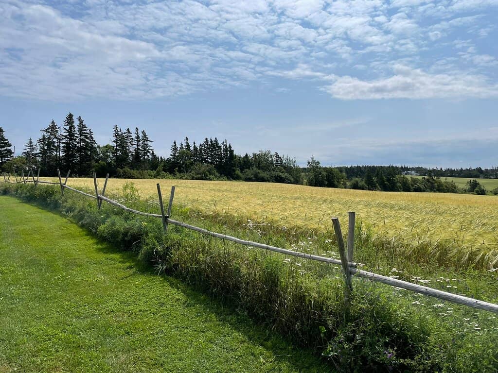 The Hundred-Year-Old Apple Tree