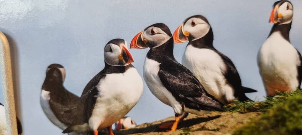 Artillery Emplacements