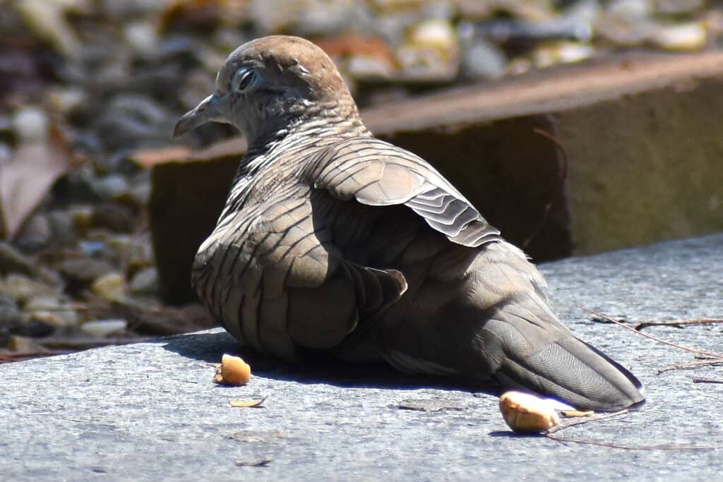 Abundant Wildlife Sightings