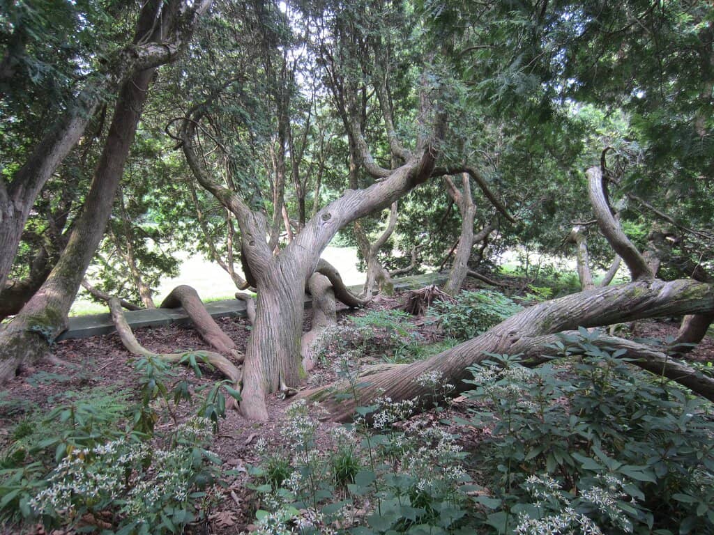 Peaceful Walking Paths
