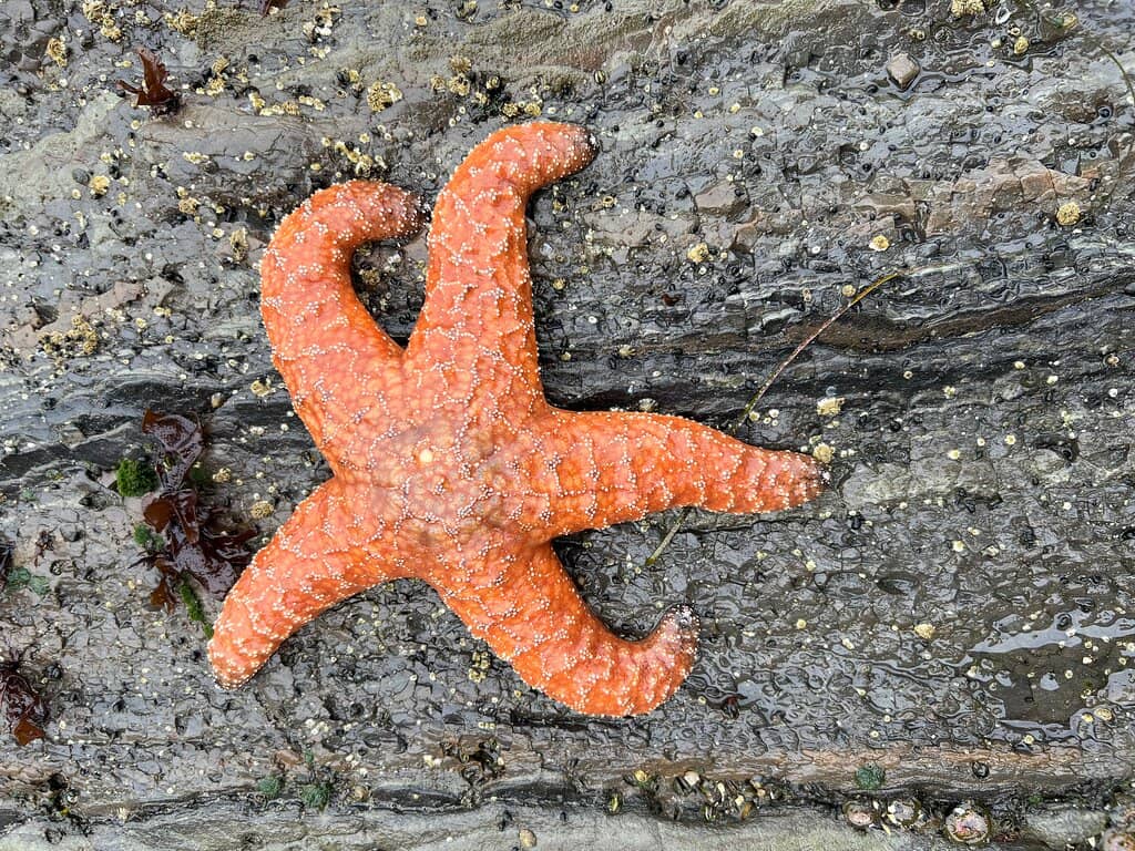 Scenic Coastal Drive