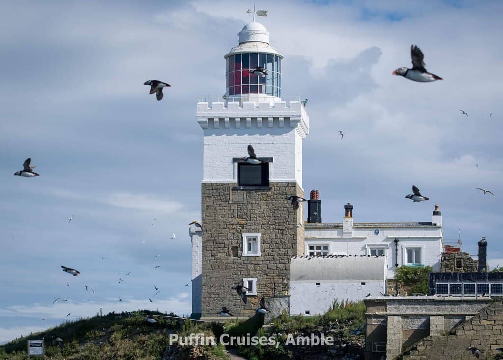 Seal Colony Spectacle