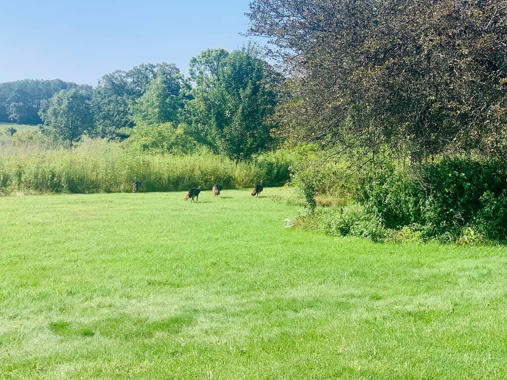 Woodland Tranquility