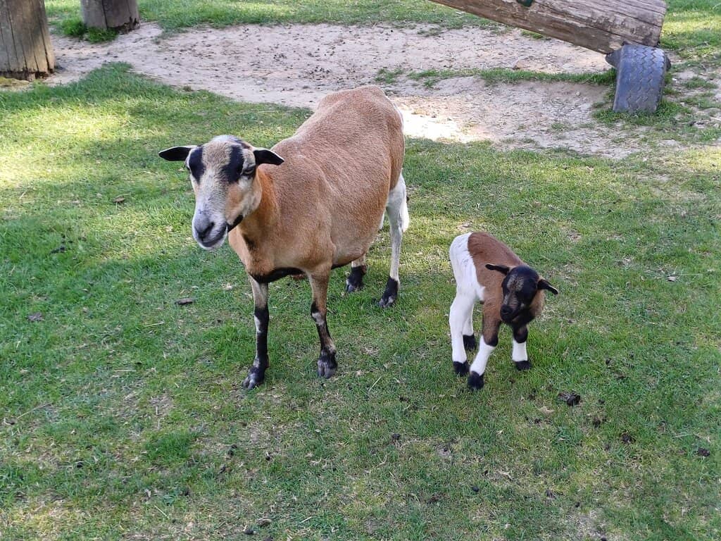 Spacious Animal Enclosures