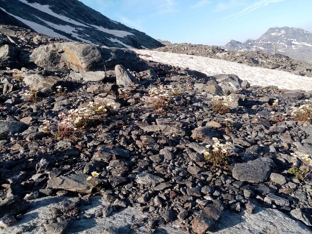 Michelin-Starred Dining