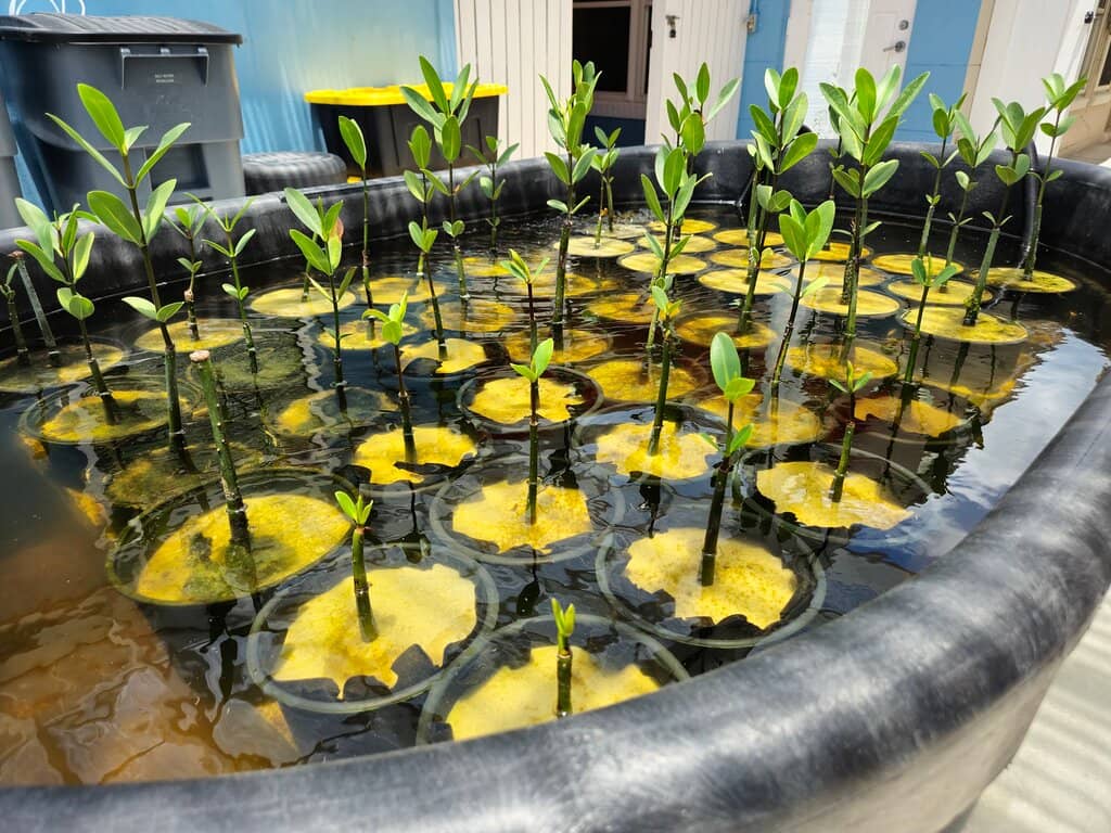 Observation Tower Views