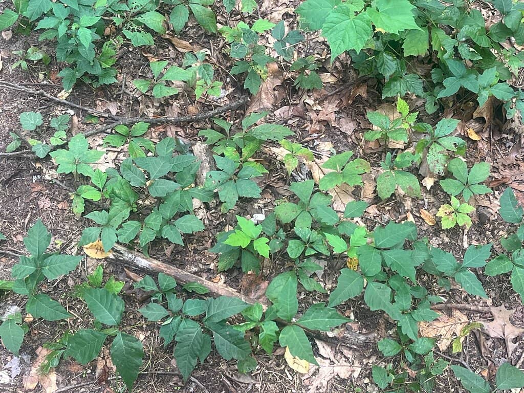 Fishing Opportunities