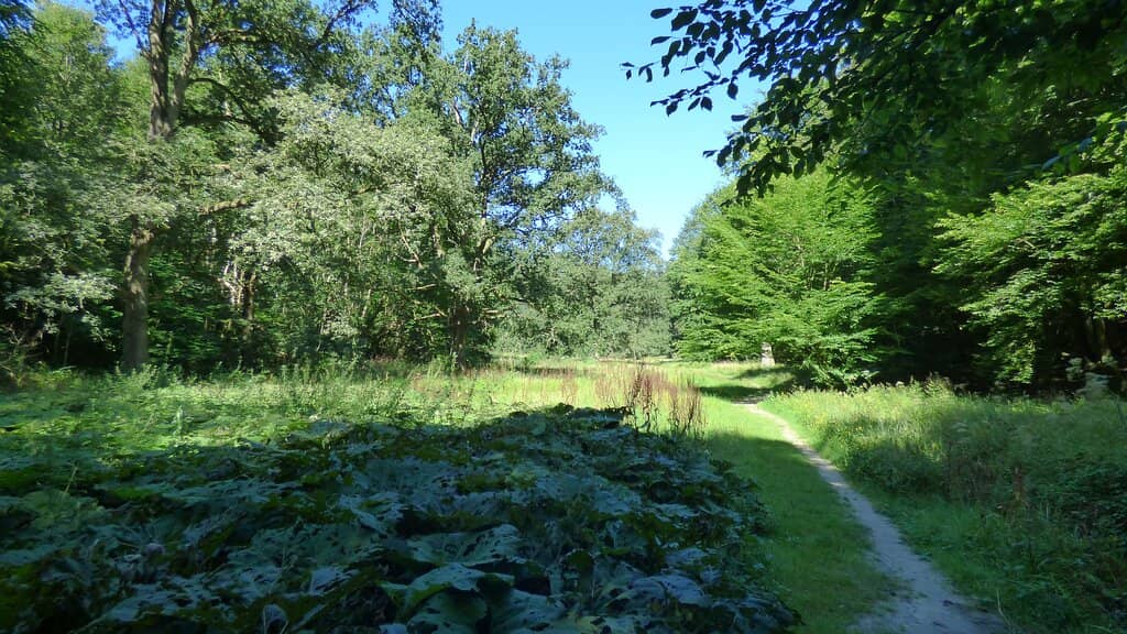 Peaceful Forest Trails