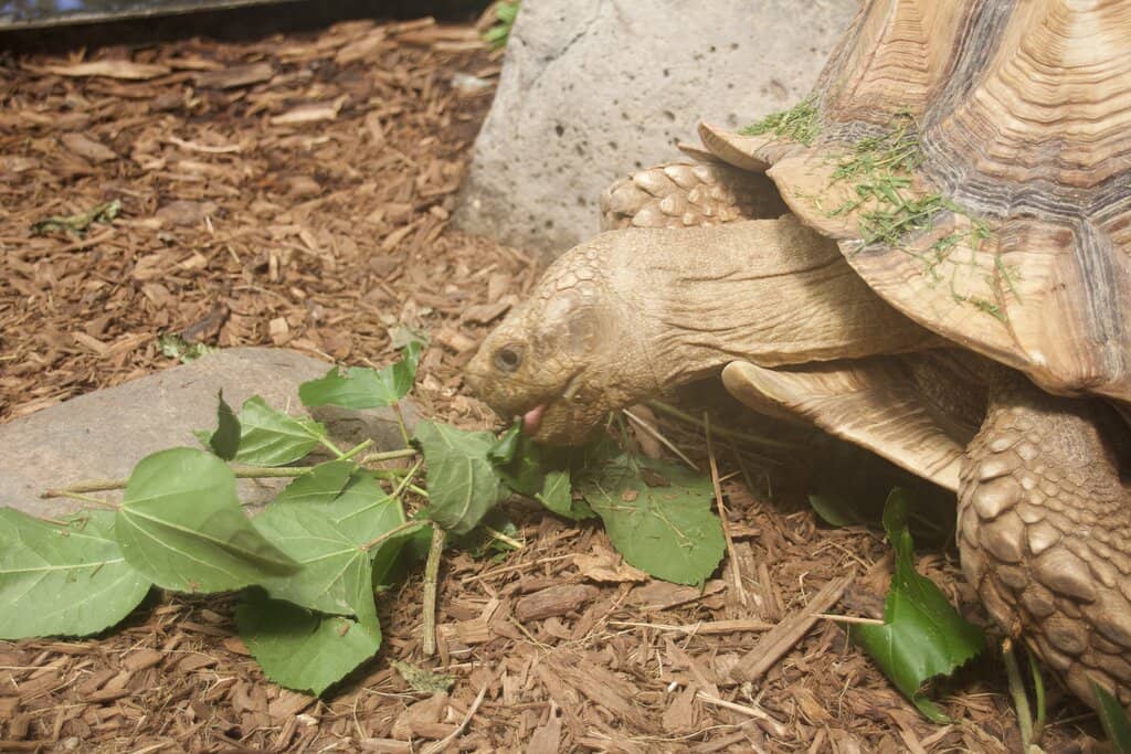 Themed Outdoor Gardens