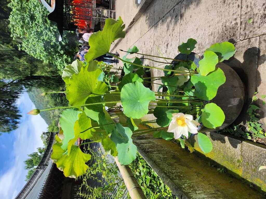 Ancient Trees & Calligraphy