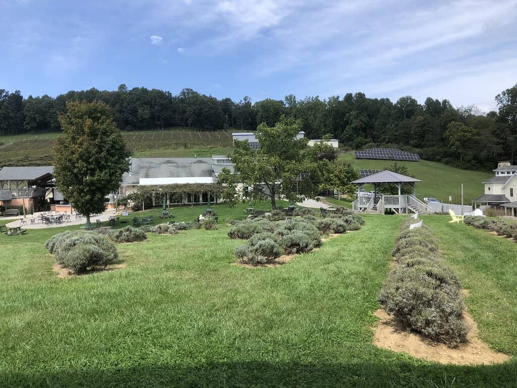 Friendly Feline Companions