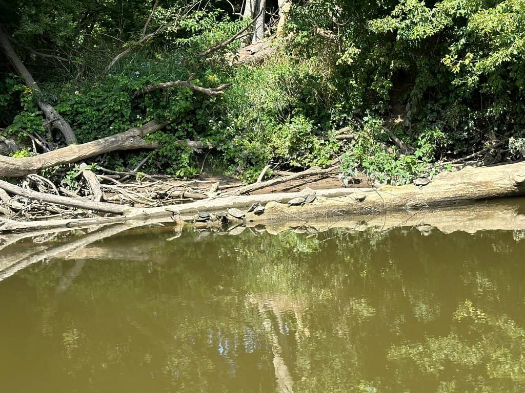 Kayaking the Cass River
