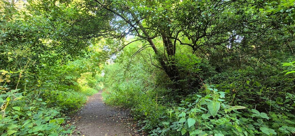 Echoing Under the Bridge
