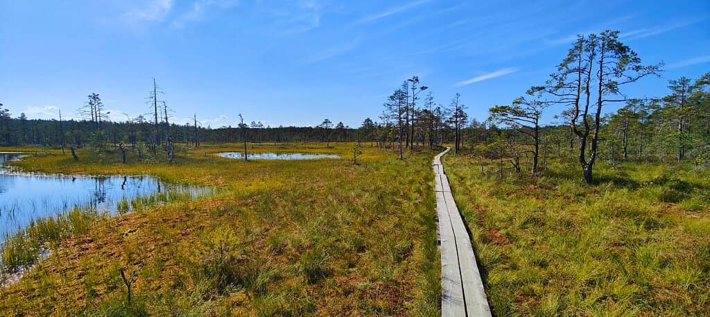 Rainforest Boardwalk Experience
