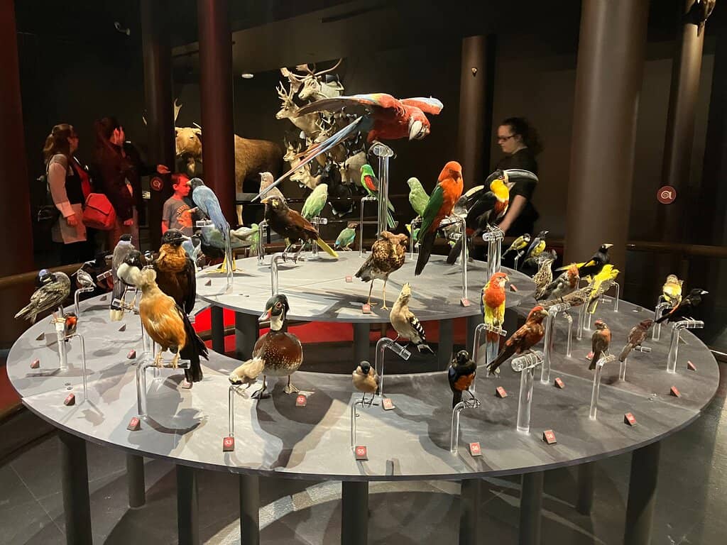 Wildlife Displays