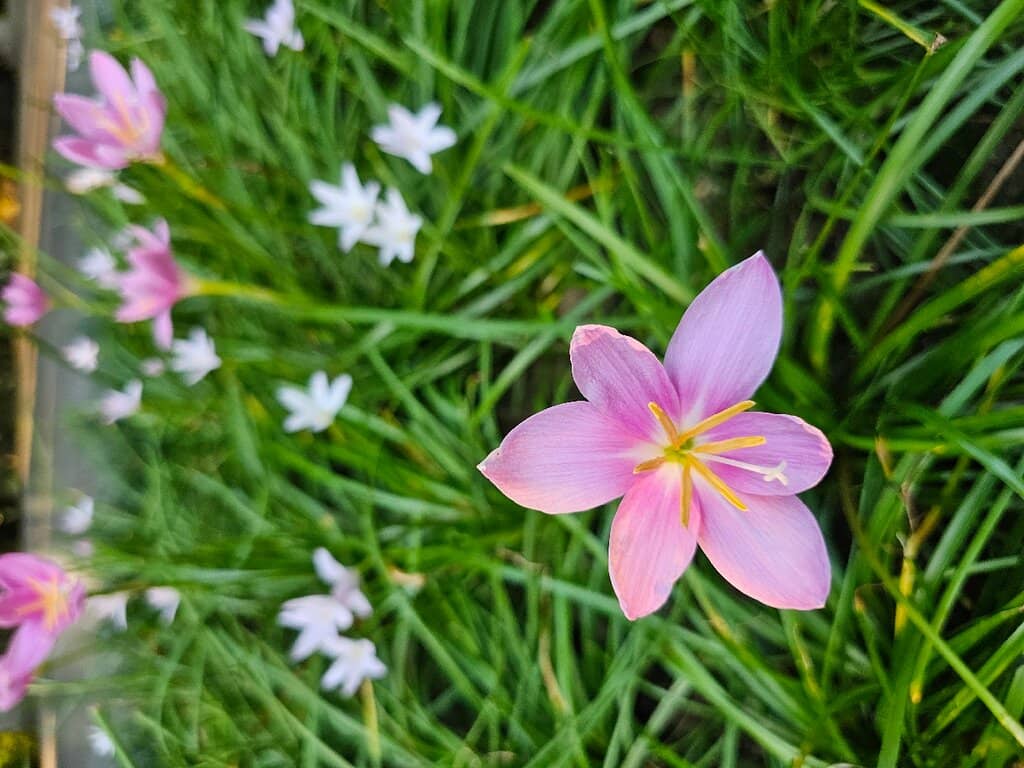 Lush Green Landscapes