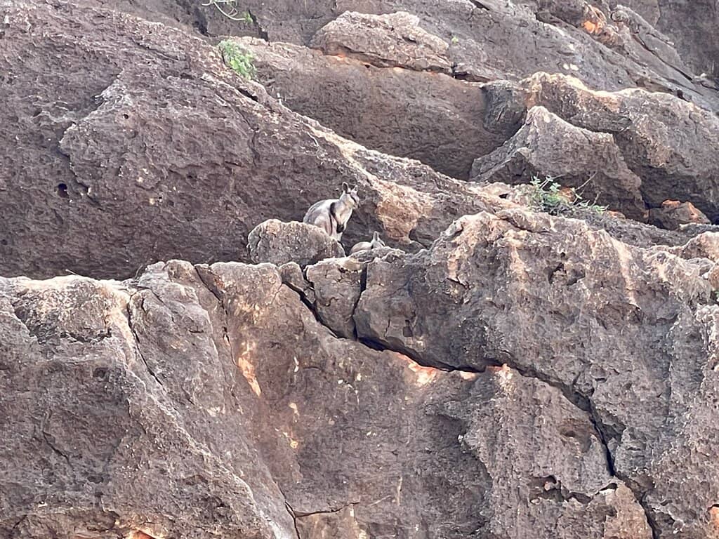 Rocky Creek Bed Trek