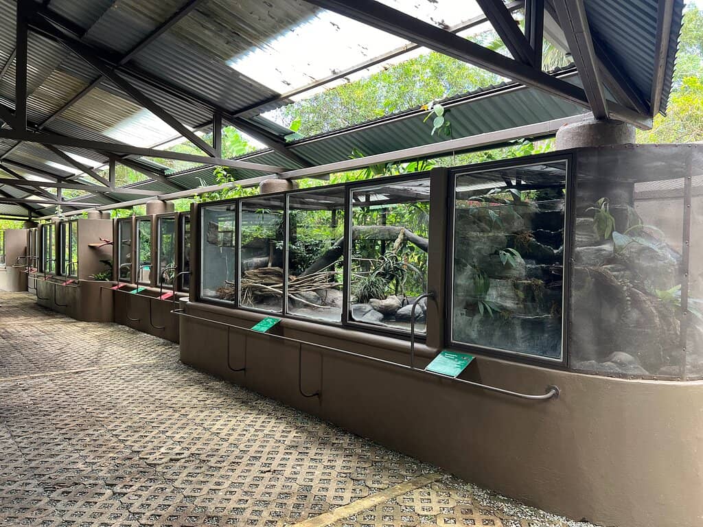 Reptile Feeding Time