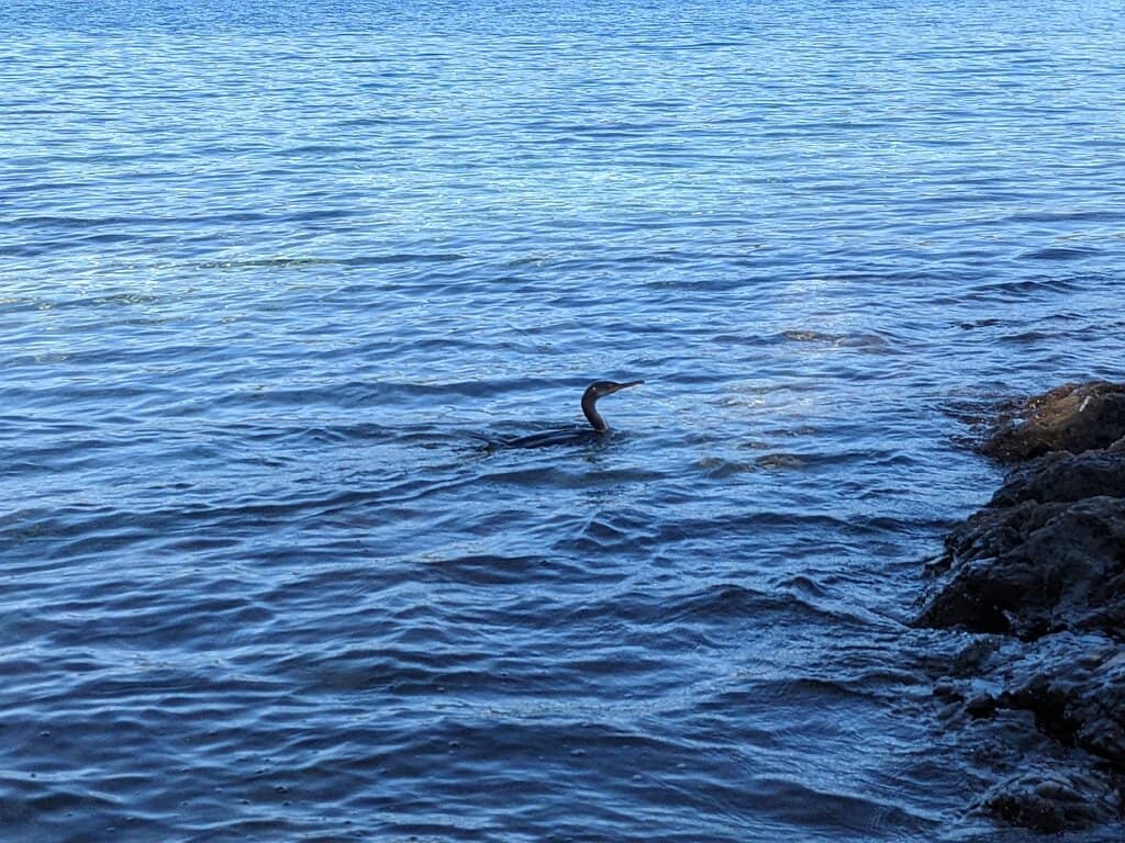 Crystal Clear Adriatic Waters