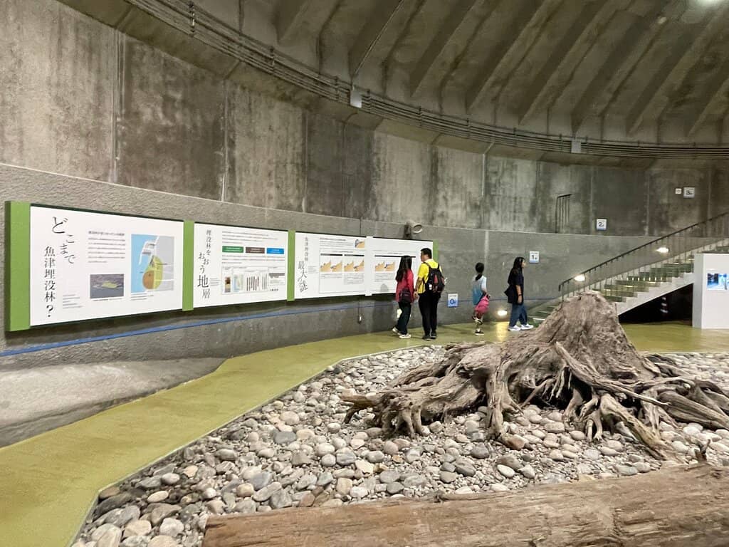 Ancient Buried Forest