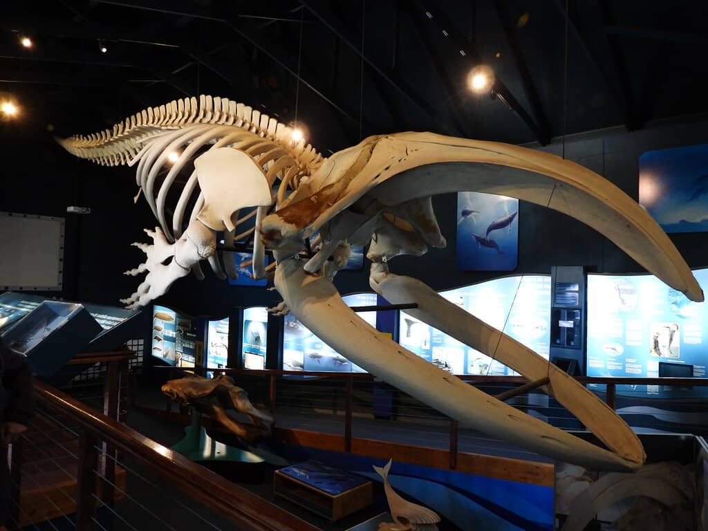 Hanging Whale Skeleton