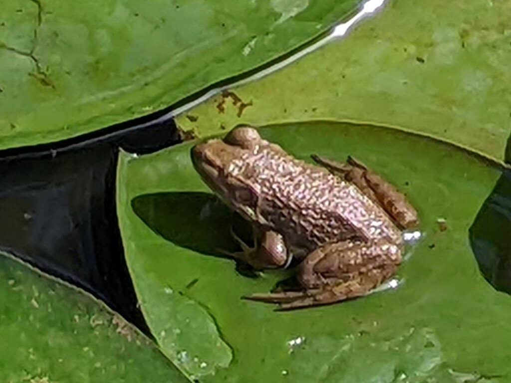 The Beautiful Gardens