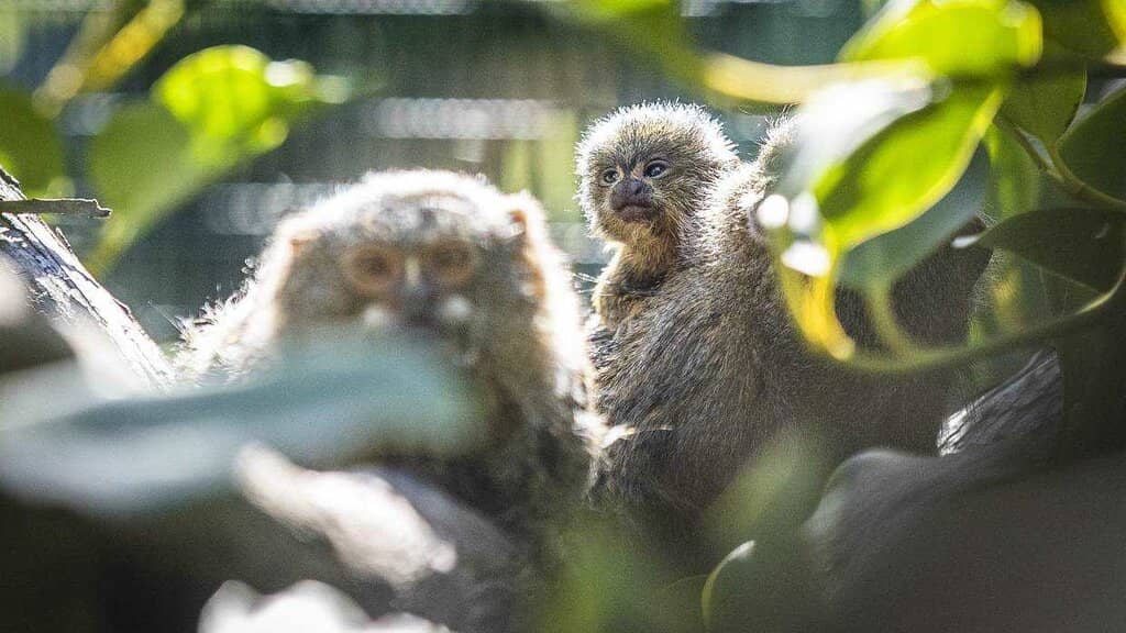 Native Bird Aviaries