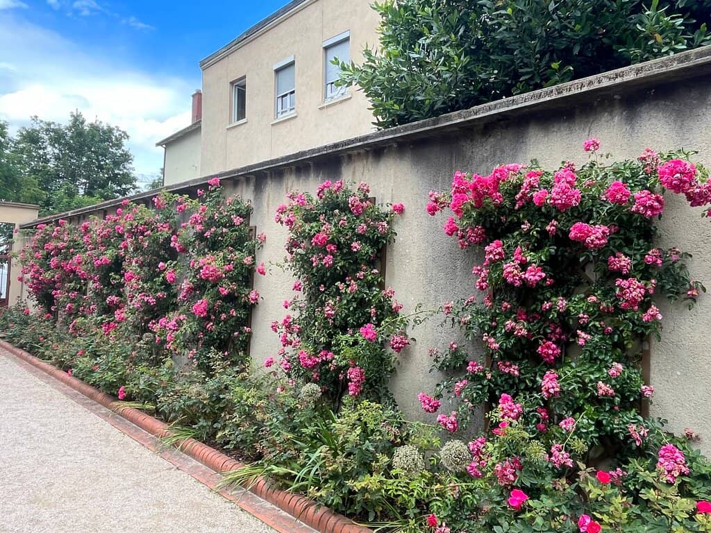 A Secret Courtyard Oasis