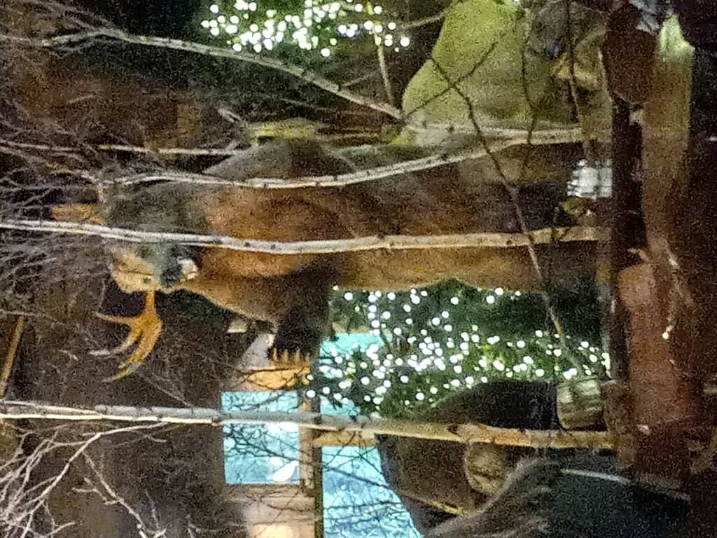 Gluten-Free Pizza Options