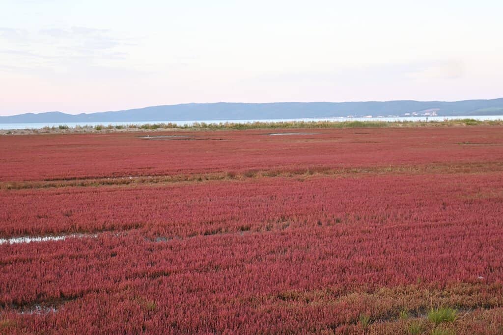 Cape Notoro Views